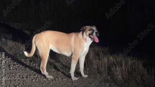 Dog walking alone on a gravel road at dusk under the fading evening light, symbolizing solitude, freedom, and the quiet beauty of nature.