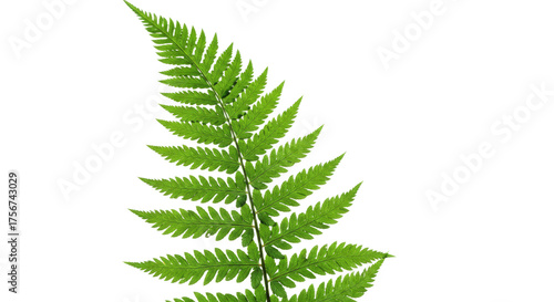Close up of a vibrant green fern frond against a white background.