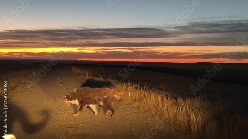 Peaceful moment of dogs gazing into a colorful sunset, representing harmony, loyalty, and the timeless bond between animals and the natural world.