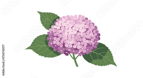 A beautiful pink hydrangea flower with green leaves.
