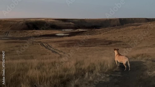 Cute dog overlooking a meadow Scenic nature landscape