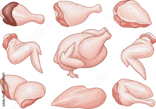 Raw chicken cuts illustrated in detail, drumsticks, wings, thighs, breasts, whole poultry anatomy, cooking preparation, culinary reference, food design, butcher chart