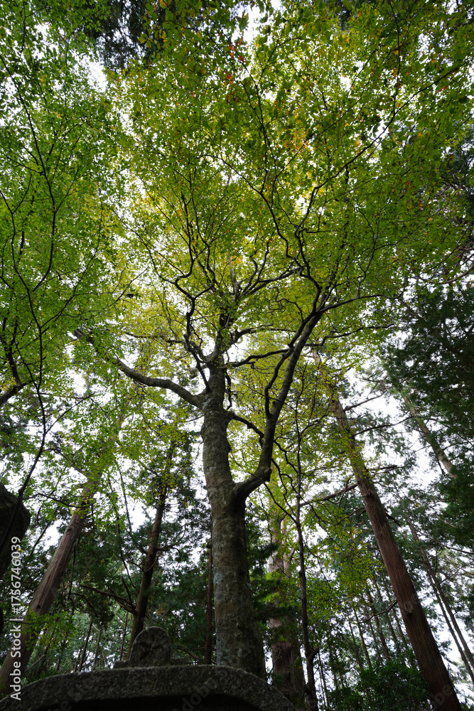 Fototapeta premium 比叡山山頂付近の木々の風景