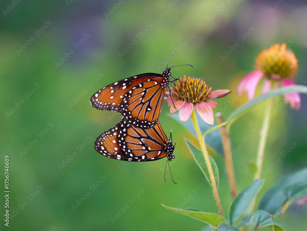 Fototapeta premium Pair of Queen butterflies (Danaus gilippus) mating and hanging on a coneflower in the summer garden. Natural green background with copy space. 