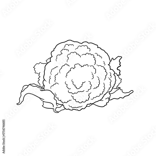 cauliflower vegetable simple lineart vector illustration