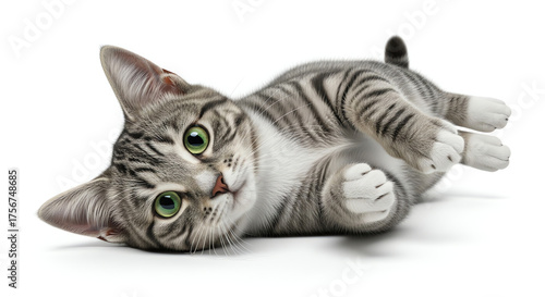 Wallpaper Mural Gray tabby kitten lying down on white Torontodigital.ca