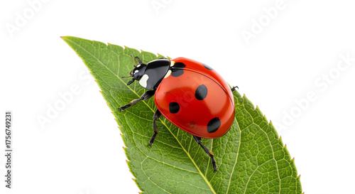 Ladybug on leaf