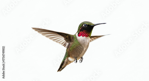 Wallpaper Mural Ruby-throated hummingbird bird with transparent background Torontodigital.ca