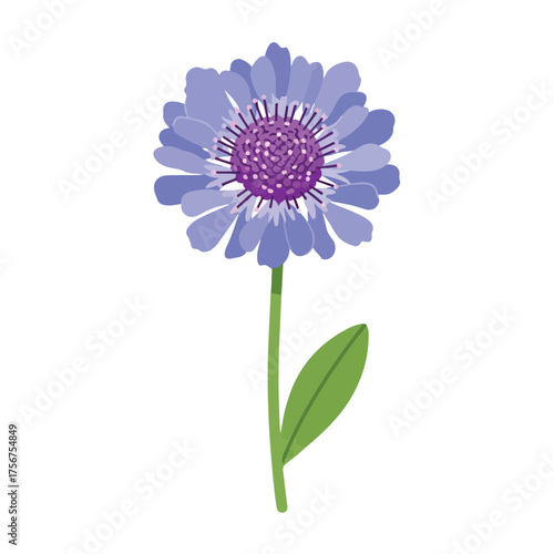Single purple Stokes' aster flower blooming on a green stem with one leaf, isolated on white, creating a simple and elegant botanical image.