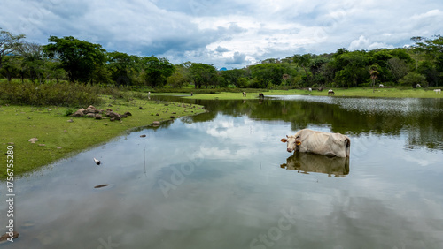 una vaca blanca descansando en medio del rio adentro del rio disfrutando del agua relajada en un hermoso paisaje de la naturaleza en medio del bosque rodeada de arboles al aire libre libertad