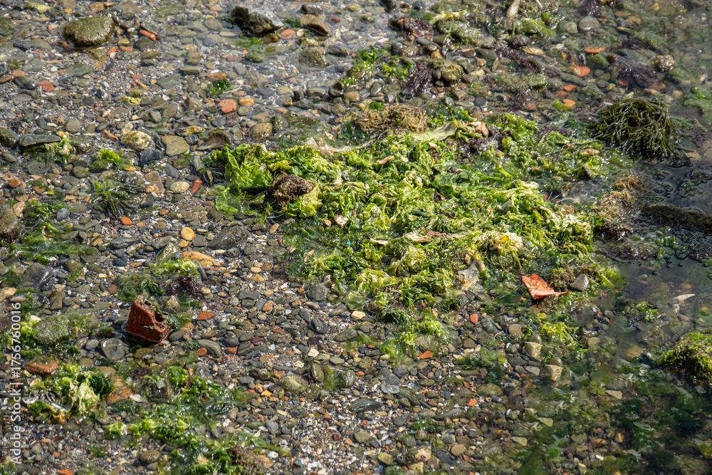 Obraz premium green seaweed on the seashore. Marine and environmental pollution. small pebbles on the seashore.green seaweed on the seashore. Marine and environmental pollution. small pebbles on the seashore.