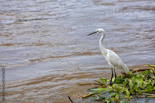 A white heron is waiting to catch fish in the river.