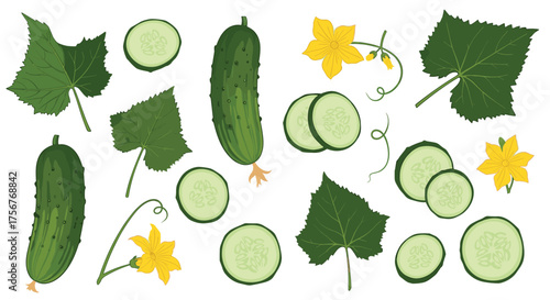 Fresh cucumbers leaves and yellow flowers with slices on white background.