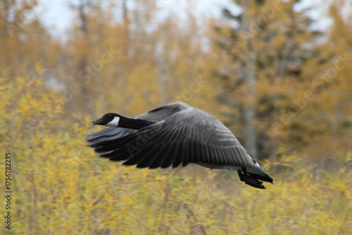 canadian goose in flight