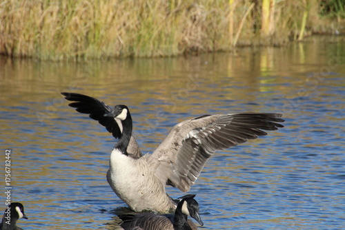 Goose Wings