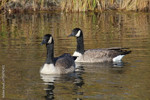 canada goose branta canadensis