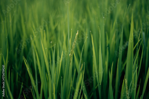 Obraz na plátně Rice leaves and rice stalks in the fields, nature, agriculture and tourism