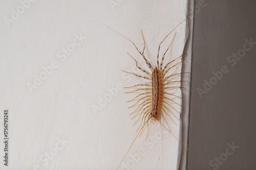 House centipede crawling on a white wall in a home, close-up view