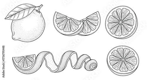 A collection of hand-drawn illustrations of citrus fruit and its parts.