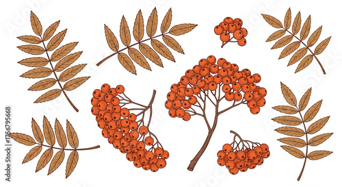 Autumnal rowan branches and leaves illustration.