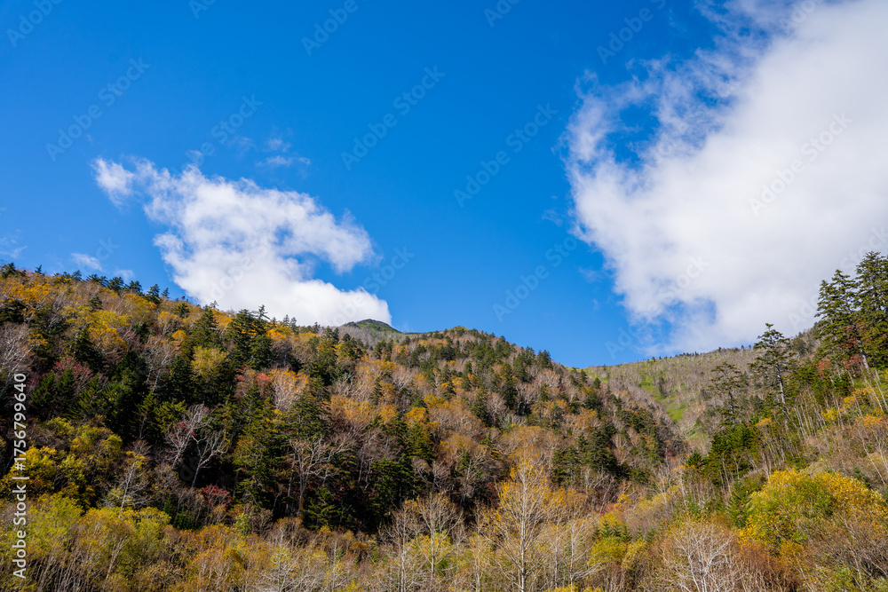 Fototapeta premium 青空と紅葉した山の木々の風景