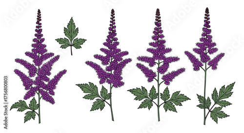 Purple astilbe flowers with green foliage and isolated leaf.