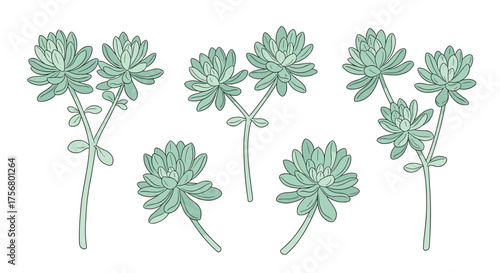 Various green succulent plants growing on stems.