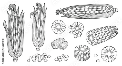 A collection of detailed illustrations showing various stages and forms of corn.