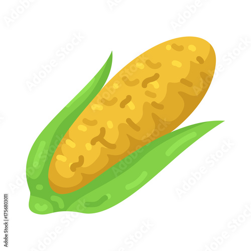 Illustration of an Ear of Corn