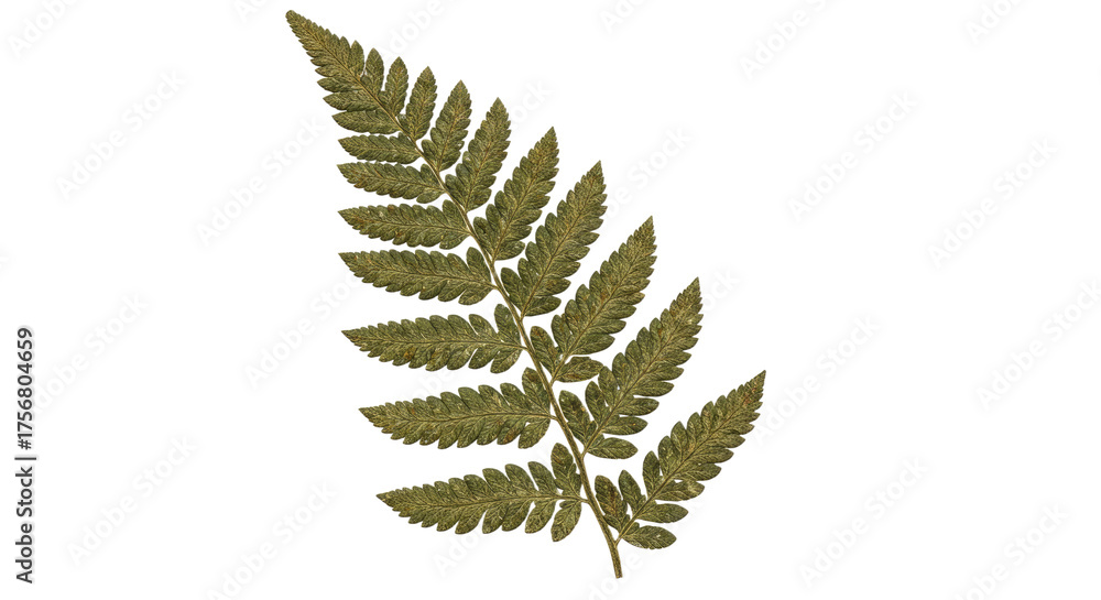 Naklejka premium Detailed Closeup of a Green Fern Leaf with Intricate Patterns.