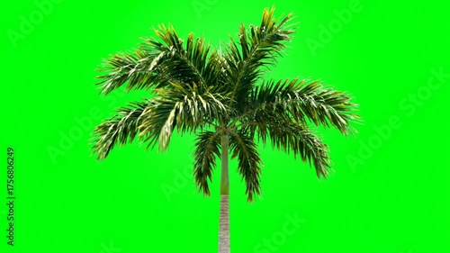 Isolated palm tree on green screen background for tropical themes