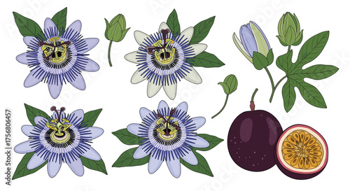 Beautifully illustrated set of passion flowers and fruits.