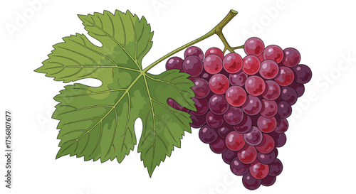 A close up of a cluster of red grapes with a green leaf attached to the stem.