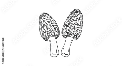 Identifying and foraging for delicious morel mushrooms a culinary delight in the forest.