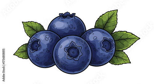 A cluster of ripe blueberries surrounded by fresh green leaves.