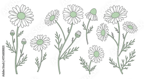 A collection of delicate white chamomile flowers with green centers and leaves.