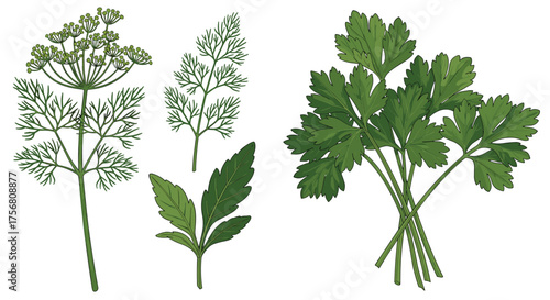 Various fresh herbs with dill and parsley sprigs.