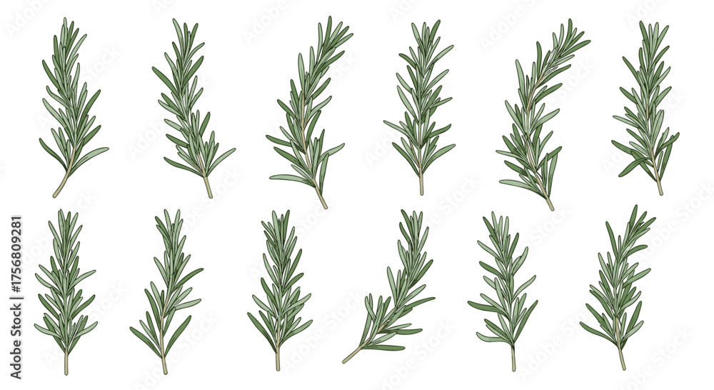 Naklejka premium Collection of fresh rosemary sprigs for culinary use and aromatherapy.