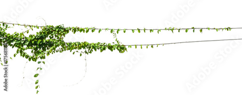 vine is growing on wire