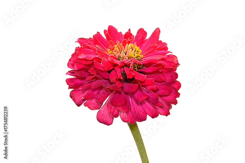 Summer flower isolated on white background