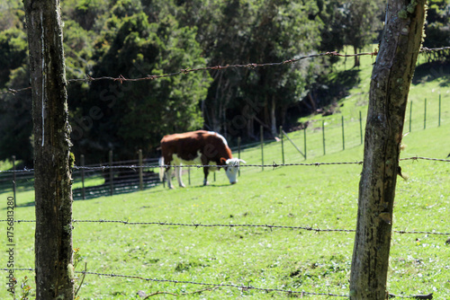 Farm life a quiet moment of a grazing cow.