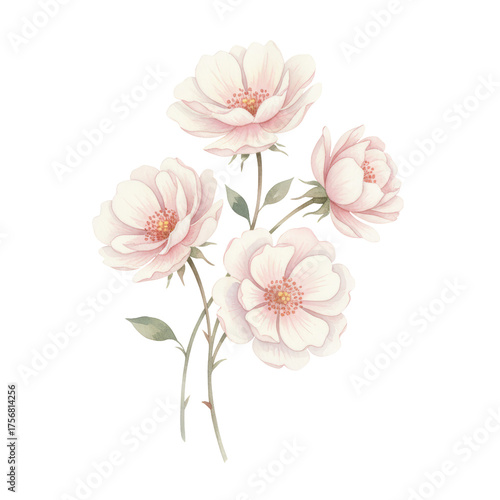 Wallpaper Mural Delicate watercolor blooms on transparent backdrop soft petals graceful floral arrangement Torontodigital.ca