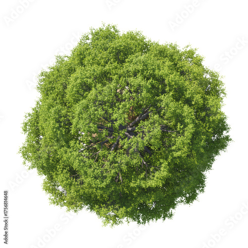 Verdant treetop isolated on transparent surface, aerial view of fresh foliage, nature asset