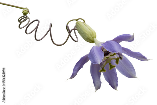 Delicate purple passion flower with curling tendril isolated on transparent background