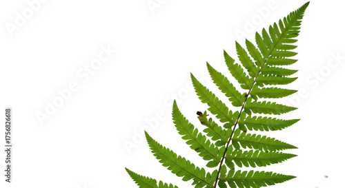 Green Fern Leaf Detailed Macro Photography.