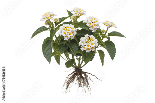 Delicate white lantana flower cluster with visible roots isolated on transparent background