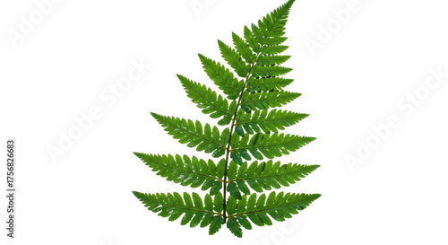 Green Fern Leaf Isolated on White Background 2.