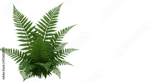 Green Fern Plant Isolated on White Background Top View.