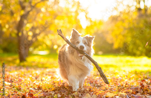 Happy Australian Shepherd dog running with a stick in its mouth at sunny autumn park