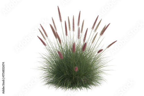 Fluffy ornamental grass with delicate pink plumes isolated on transparent background